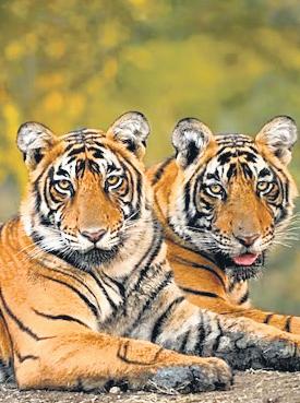 Joy in J’khand as new tiger confirmed in Palamu, total count reaches seven