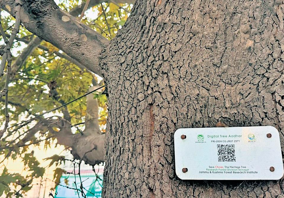 Code Red for Kashmir's Living Legacy