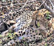 First cheetah cubs to be born in India found dead in MP’s Kuno