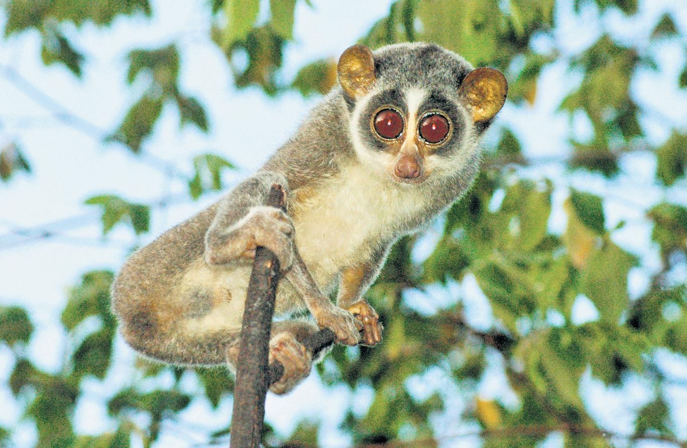 When the Forest Stares Back