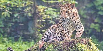 Contraceptives to manage leopard population
