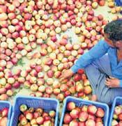 India-US trade deal: Apple growers seek protection and write to Modi