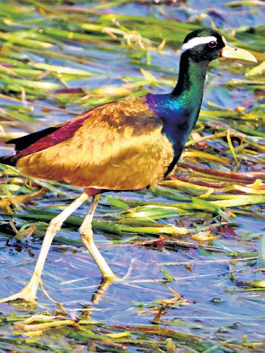 Kumaon mountains welcome migratory birds