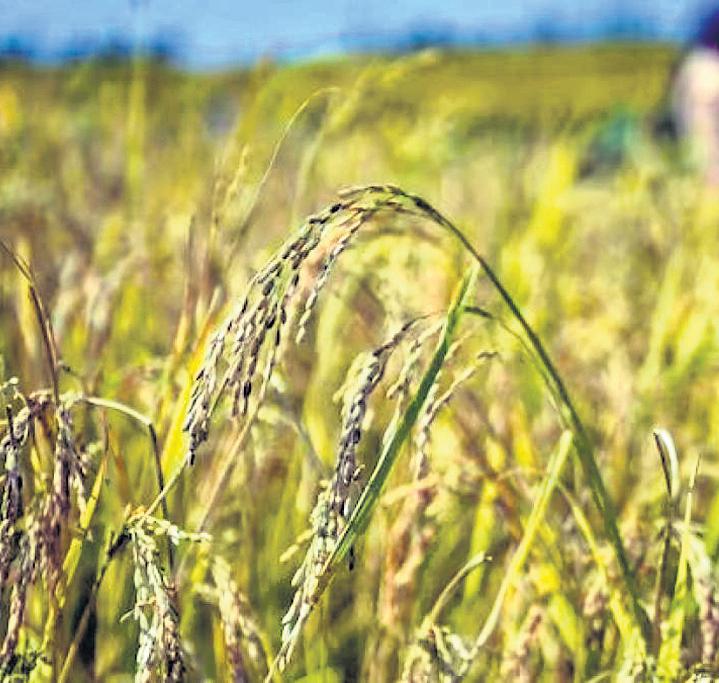 BHU researchers revive timeless rice variety 'Adam Chini' with innovation