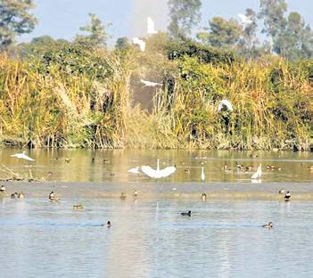 Himalayan snowfall heralds arrival of migratory birds in U’khand wetlands