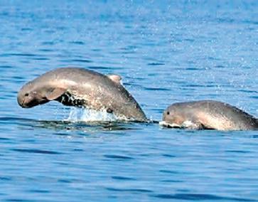Proposed NH project to hurt Chilika's fragile ecosystem: Experts