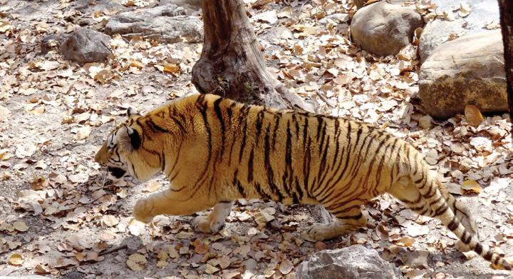 Man-eating tigers keep dominance in captivity