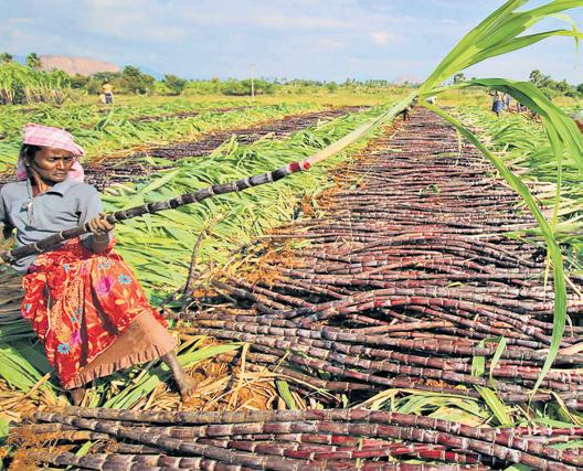 B’gavi leads plan to turn cane trash into fertiliser
