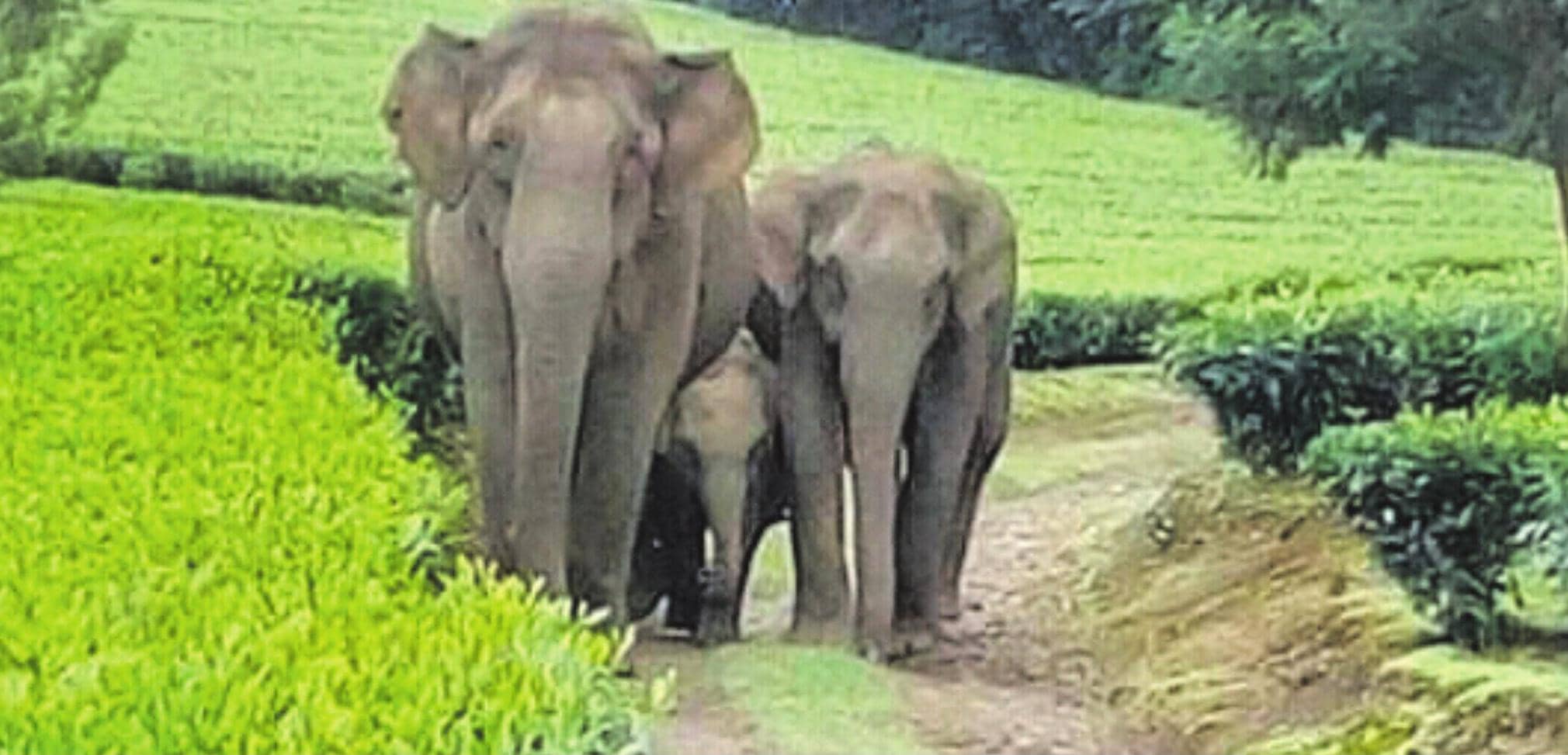 ஹைவேவிஸ் - மேகமலை வனப்பகுதியில் காட்டு யானைகள் கூட்டம் உலா