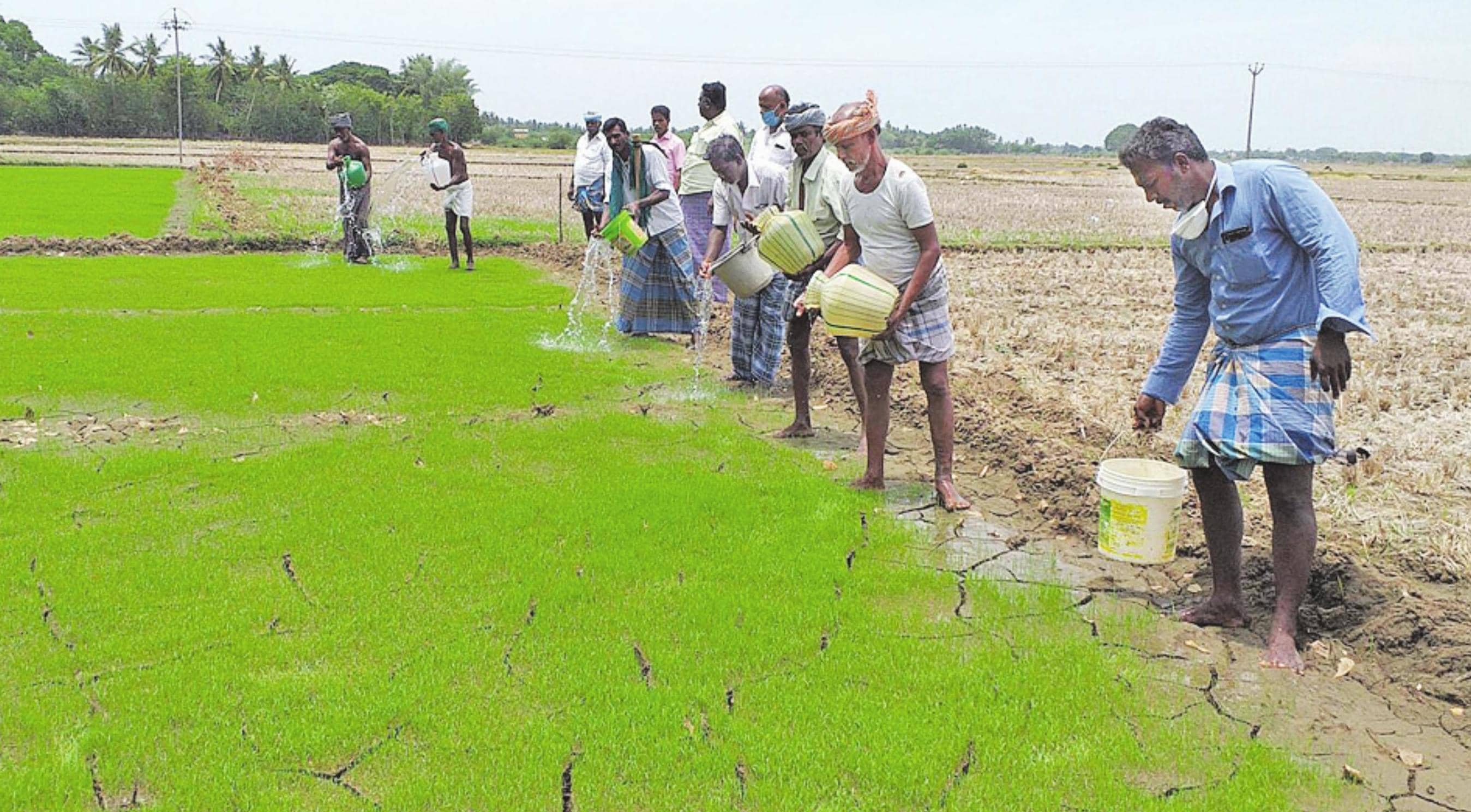 நாற்றங்கால்களைக் காப்பாற்ற போராடும் விவசாயிகள்