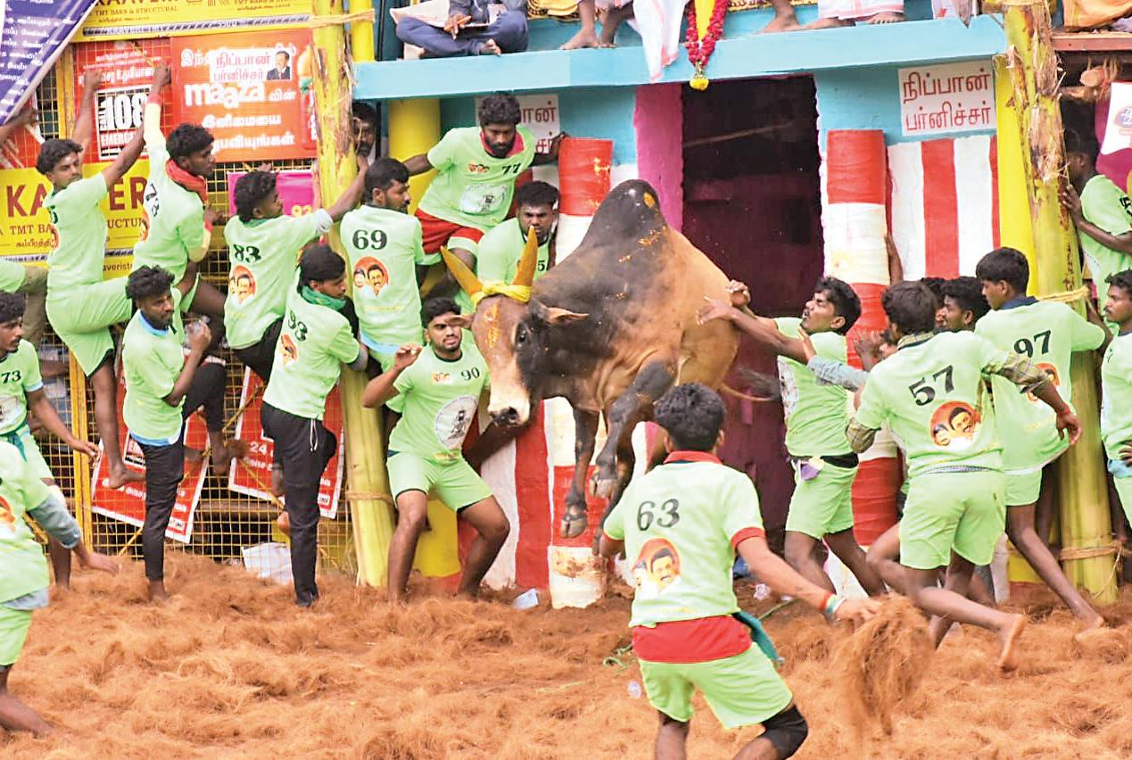 பாலமேடு ஜல்லிக்கட்டு: 46 பேர் காயம் - நத்தம் பார்த்திபன் முதலிடம்