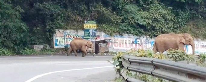 குன்னூர் தேசிய நெடுஞ்சாலையில் வாகனங்களைத் துரத்திய காட்டு யானை
