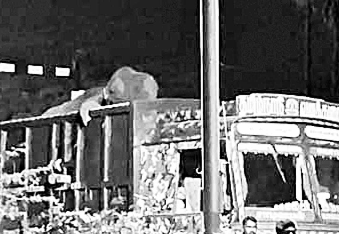கோதையாறு வனப் பகுதியில் விடப்பட்ட 'புல்லட் ராஜா' யானை