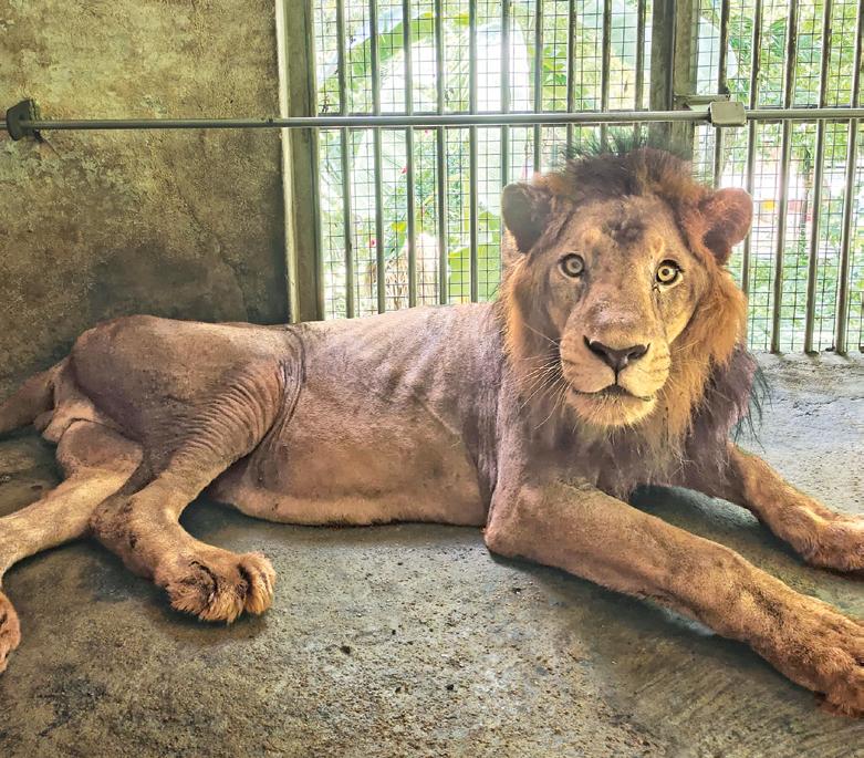 வண்டலூர் பூங்காவில் ஆண் சிங்கம் 'வீரா' உயிரிழப்பு