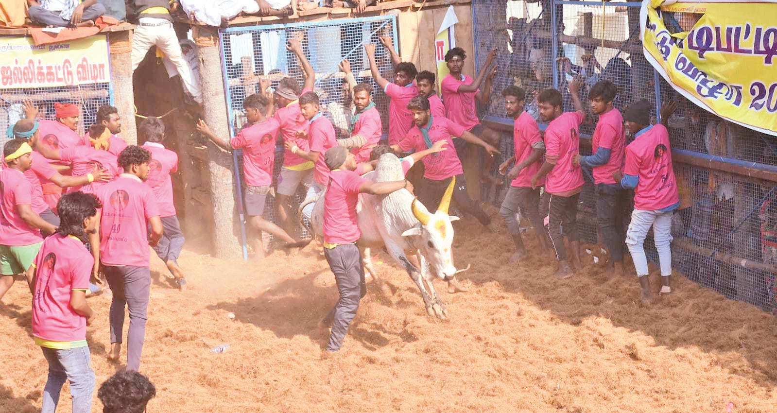 நத்தமாடிப்பட்டியில் ஜல்லிக்கட்டு: 38 பேர் காயம்