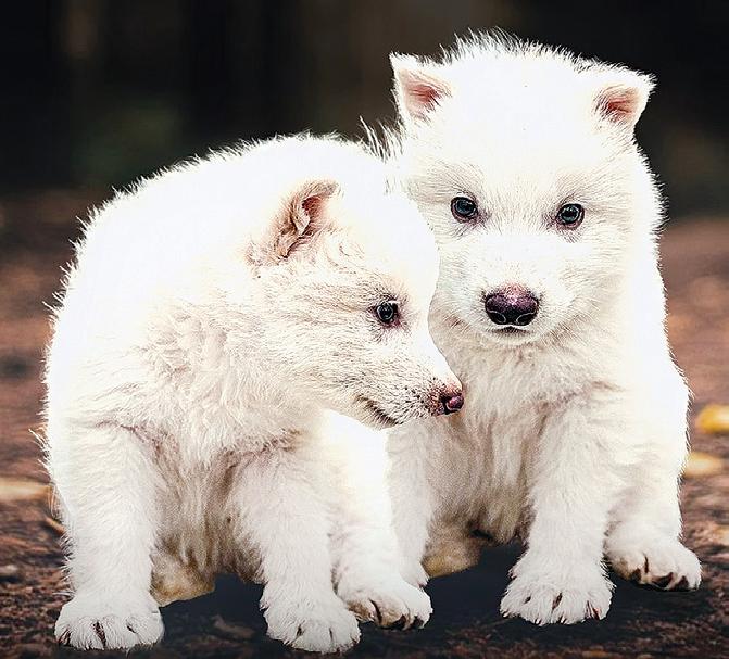 10,000 ஆண்டுகளுக்கு முன்பு அழிந்த ஓநாய் இனம்: மீண்டும் உரு கொடுத்த அமெரிக்க விஞ்ஞானிகள்