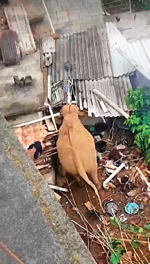 வீட்டுக்குள் புகுந்த காட்டு யானை!