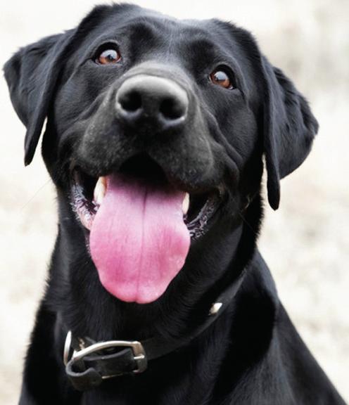 ரேபிஸ் அச்சம் தவிர்... தடுப்பூசி தவறேல்...