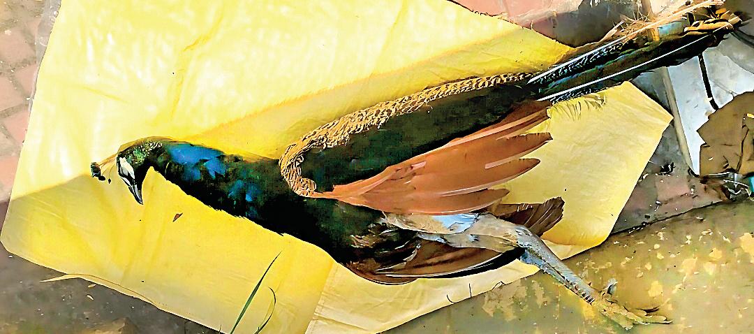 ஆவடியில் உயிரிழந்து கிடந்த பெண் மயில் : போலீஸார் விசாரணை