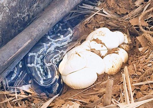 கோயில் கட்டடப் பகுதியில் பிடிபட்ட மலைப்பாம்பு