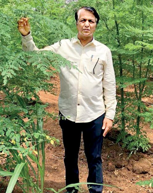 முருங்கைப் பொடியின் மகத்துவம்...