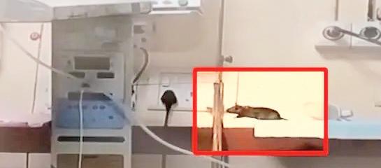 ம.பி. அரசு மருத்துவமனையில் எலி கடித்த சம்பவம்: மேலும் ஒரு குழந்தை உயிரிழப்பு