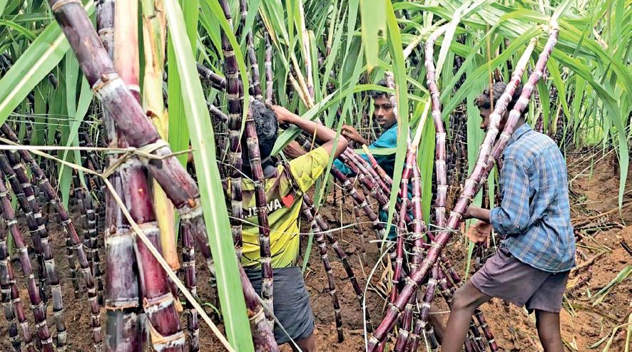 சிவகங்கை அருகே பலத்த காற்றால் 100 ஏக்கர் கரும்புகள் சேதம்