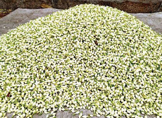 மல்லிகை கிலோ ரூ.7,000