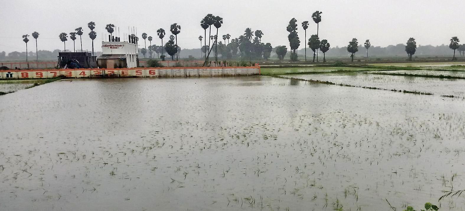 தஞ்சாவூர்: 13,125 ஏக்கர் நெற்பயிர்கள் மூழ்கின