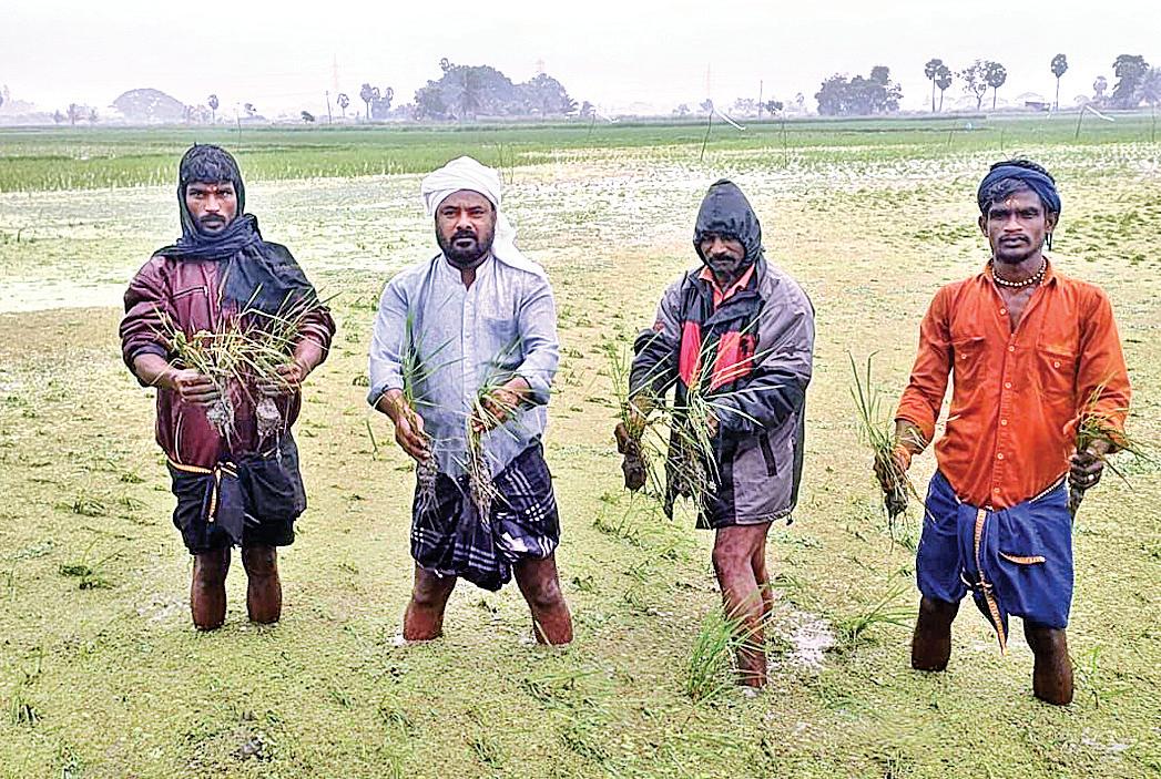 தஞ்சாவூரில் 11,250 ஏக்கர் நெற்பயிர்கள் மூழ்கின