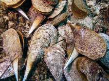 Pathogens threatening world's second biggest mollusc