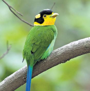 Broadbill, Golden Oriole & Collared Falconet: Rare birds chirp in Nainital