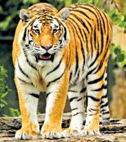 Concern over tiger poaching in U'khand