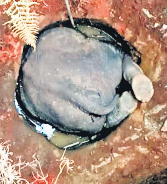 Elephant, on hunt for food, dies of suffocation after falling into well
