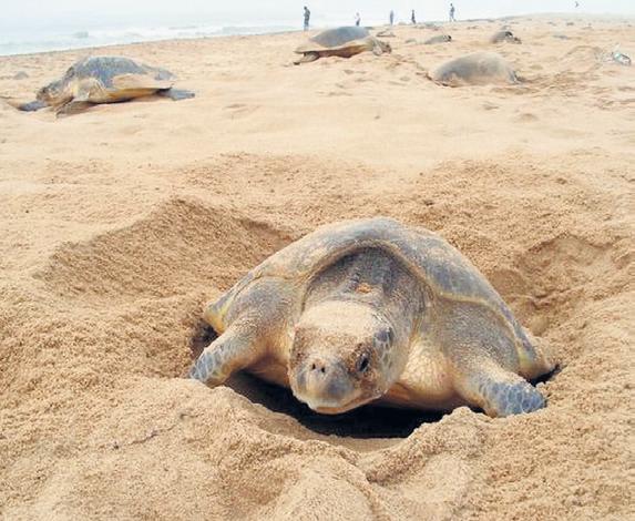 Olive Ridley turtle deaths jump to 900, TN to cancel licence of violating trawlers