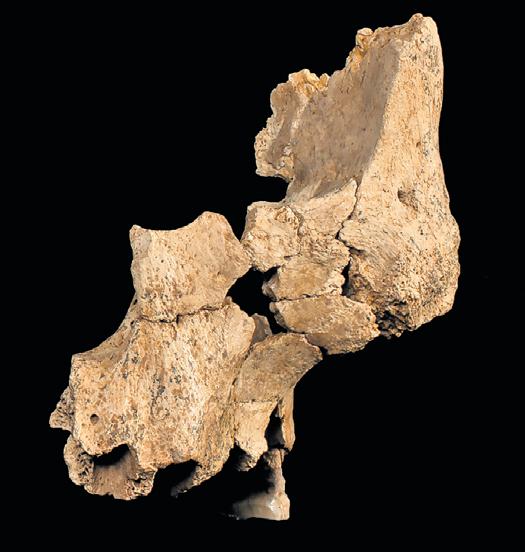 Million-year-old human fossil found in Europe