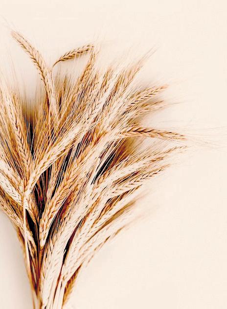 Heat no barrier to bumper wheat production