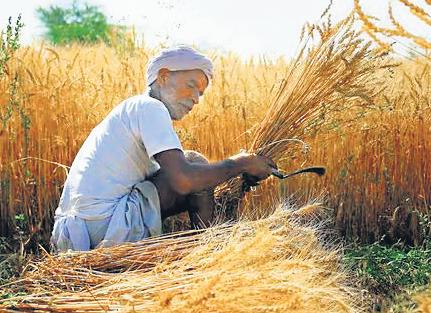 Gujarat govt admits crop losses in yards, but ₹85 cr for storage lies idle