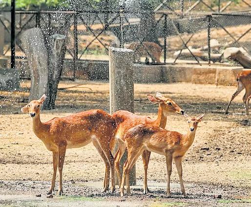 Fruit ice cubes and water sprinklers for animals at zoo to beat scorching heat