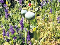 Illegal poppy cultivation at 2 Haryana campuses