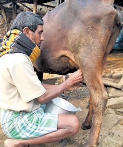 Stakes High for Domestic Dairy Sector Amid US Tariff