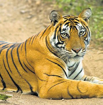 Tigress found dead in Uttarakhand Corbett Reserve