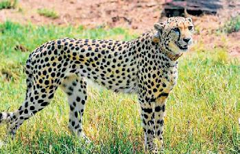 Concern raised on felling of over 4L trees in Raj forest for Project Cheetah