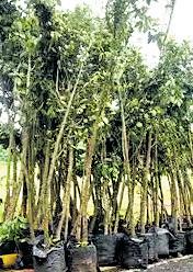 Transplantation of 26 trees for SC expansion project gets HC approval