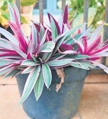 Roheo, The Low-Maintenance Plant