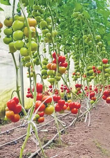 Rooted in the Soil