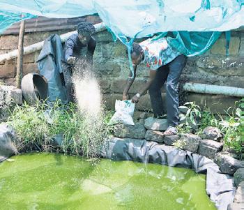 From guns to gardens: Former gangsters fight hunger in Kenya