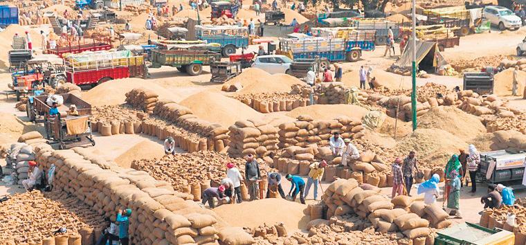 A 1st in Punjab, Pvt Players Purchase 10.79 LMT Wheat