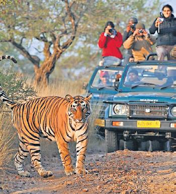 J'khand's first tiger safari in Latehar on the lines of Rajgir in Bihar soon