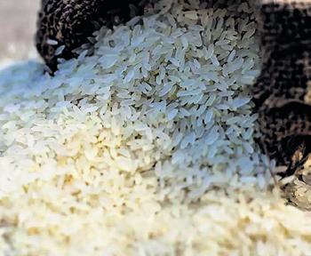 Made-in-Philippines new rice variety rolled out in east India to boost output